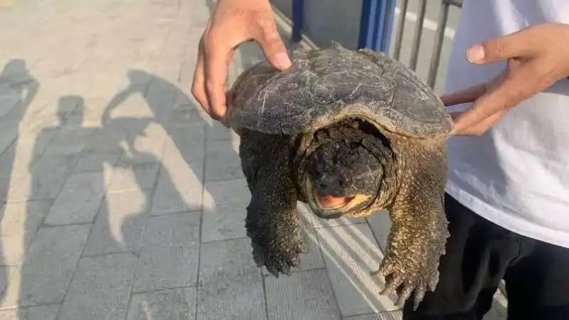 互助塞纳河畔现“长尾巴大乌龟”？真相是......