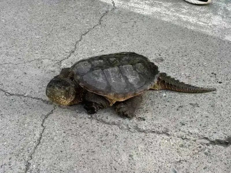 互助塞纳河畔现“长尾巴大乌龟”？真相是......