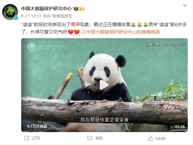 “顶流”已进入假孕状态！官方首次回应