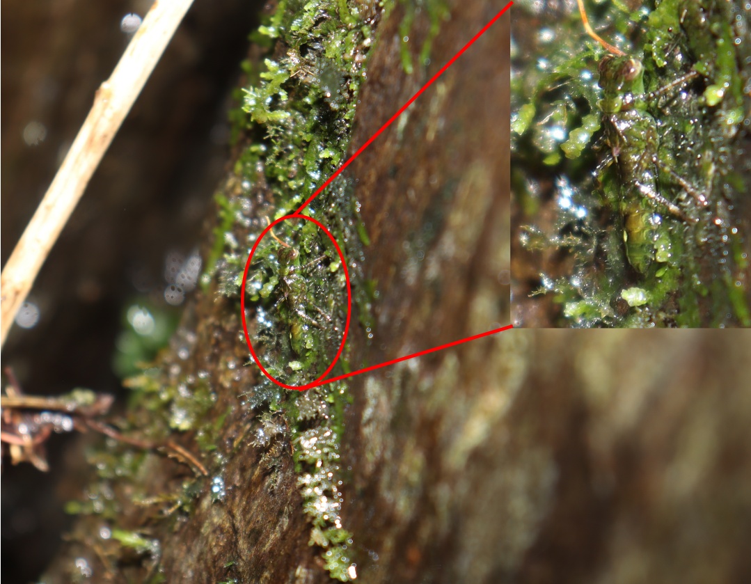 极难发现！“伪装者”现身黄山