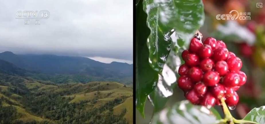 非洲生豆与中国技术“牵手” 混搭让咖啡豆“香飘万家” 非洲生豆与中国技术“牵手” 混搭让咖啡豆“香飘万家”