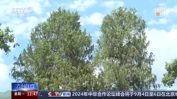 惨遭盗割！古树名木竟成不法分子的“摇钱树”