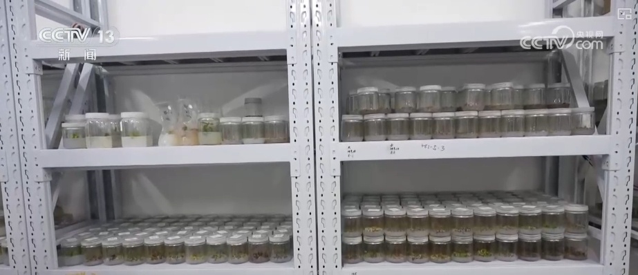 非洲生豆与中国技术“牵手” 混搭让咖啡豆“香飘万家” 非洲生豆与中国技术“牵手” 混搭让咖啡豆“香飘万家”