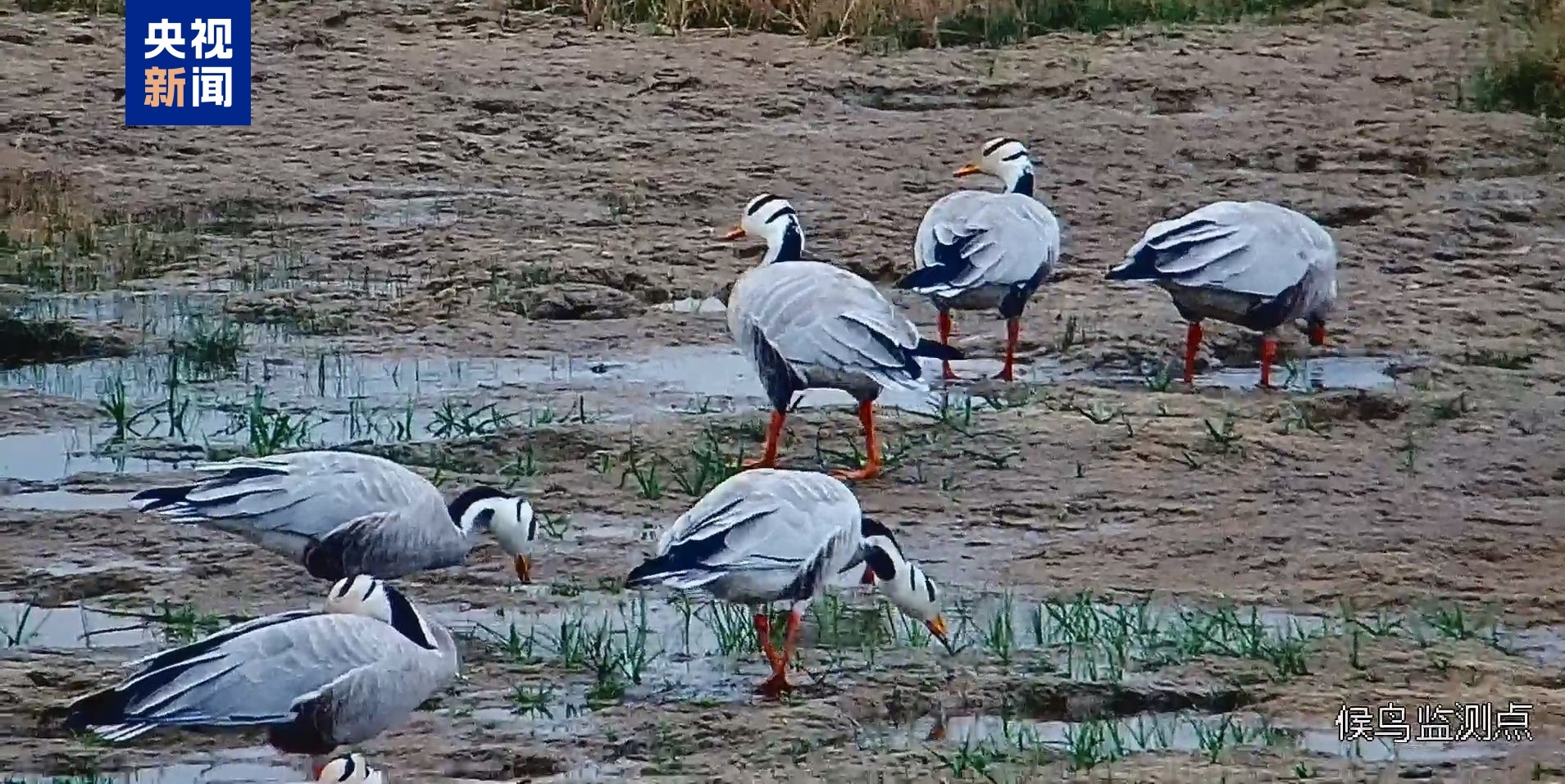 迎来首批迁徙候鸟 敦煌阳关湿地数十只斑头雁迁徙过境 迎来首批迁徙候鸟 敦煌阳关湿地数十只斑头雁迁徙过境