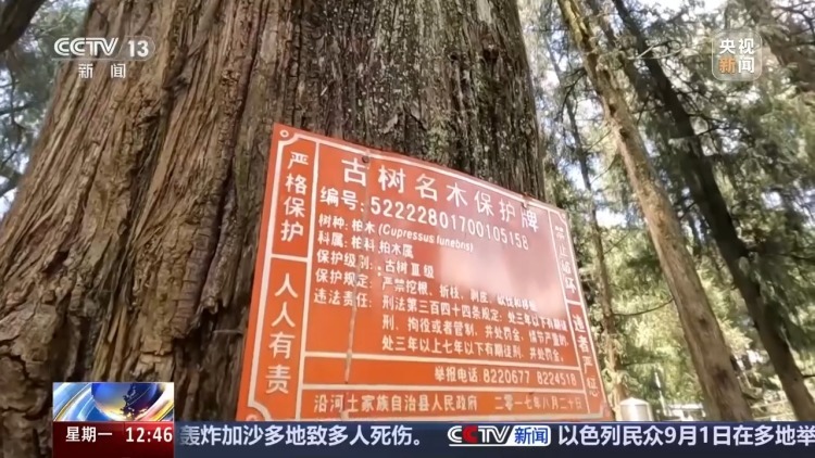 惨遭盗割！古树名木竟成不法分子的“摇钱树”