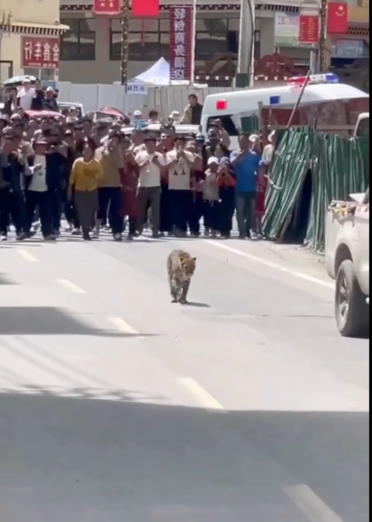 甘孜惊现金钱豹进城“遛弯” ,当地林草局:已放归 甘孜惊现金钱豹进城“遛弯” ,当地林草局:已放归