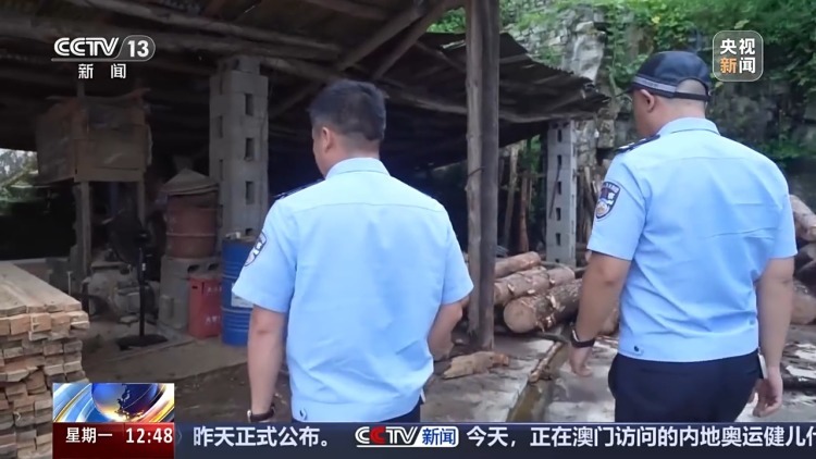 惨遭盗割！古树名木竟成不法分子的“摇钱树”