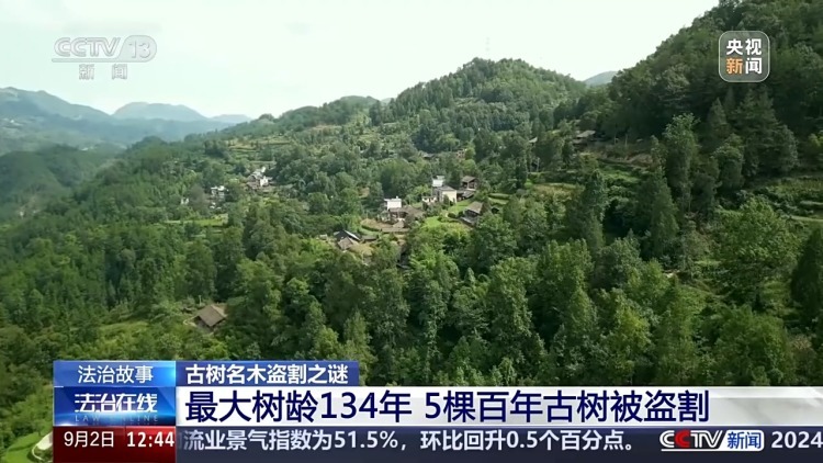 惨遭盗割！古树名木竟成不法分子的“摇钱树”