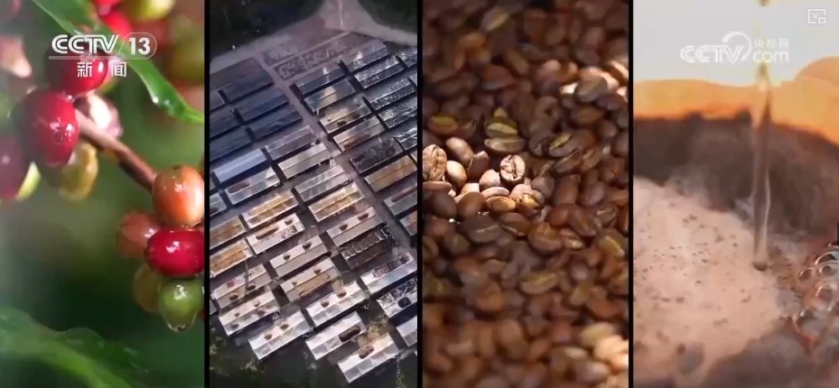 非洲生豆与中国技术“牵手” 混搭让咖啡豆“香飘万家” 非洲生豆与中国技术“牵手” 混搭让咖啡豆“香飘万家”