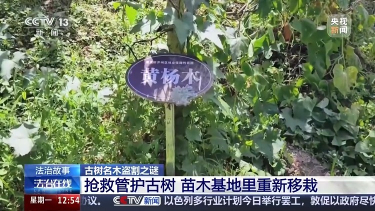 惨遭盗割！古树名木竟成不法分子的“摇钱树”