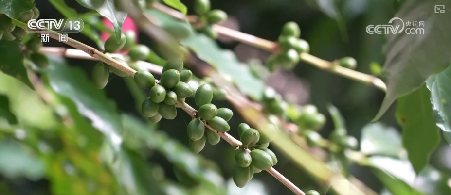 非洲生豆与中国技术“牵手” 混搭让咖啡豆“香飘万家” 非洲生豆与中国技术“牵手” 混搭让咖啡豆“香飘万家”