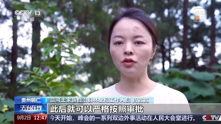 惨遭盗割！古树名木竟成不法分子的“摇钱树”