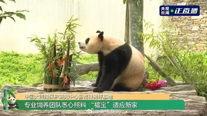 已确认!“顶流女星”进入假孕状态 已确认!“顶流女星”进入假孕状态