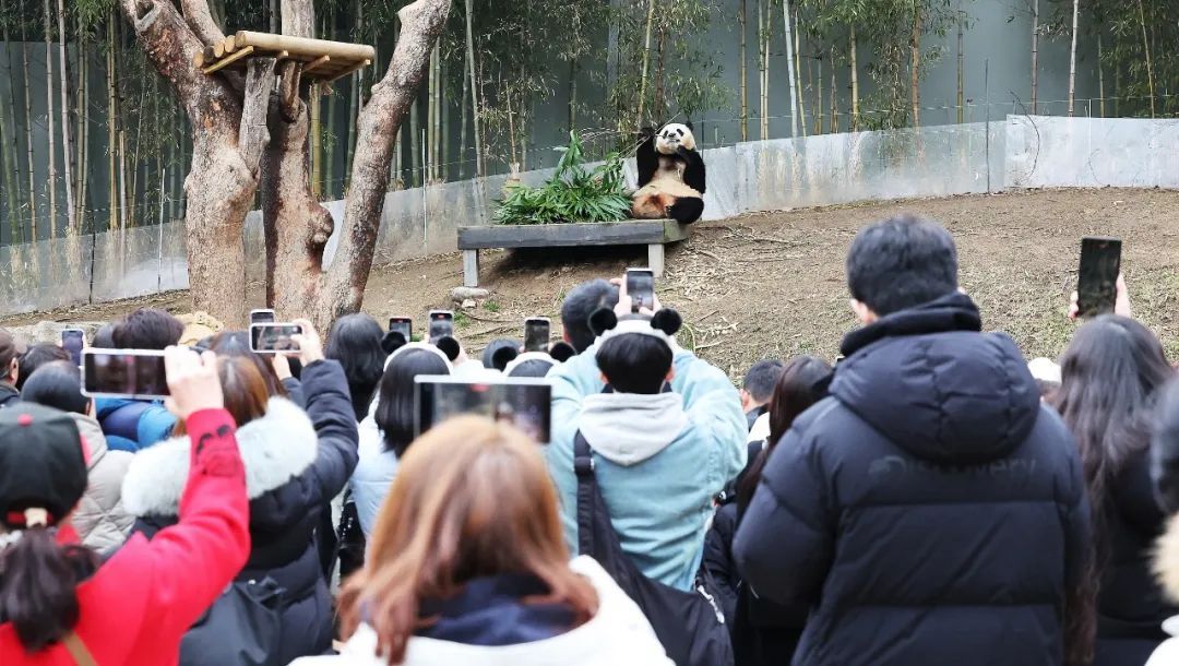已确认!“顶流女星”进入假孕状态 已确认!“顶流女星”进入假孕状态