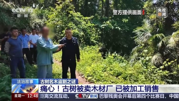 惨遭盗割！古树名木竟成不法分子的“摇钱树”