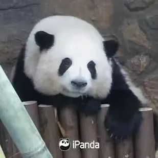单飞不解散！大熊猫“和花”“和叶”要分开了