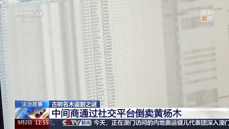 惨遭盗割！古树名木竟成不法分子的“摇钱树”