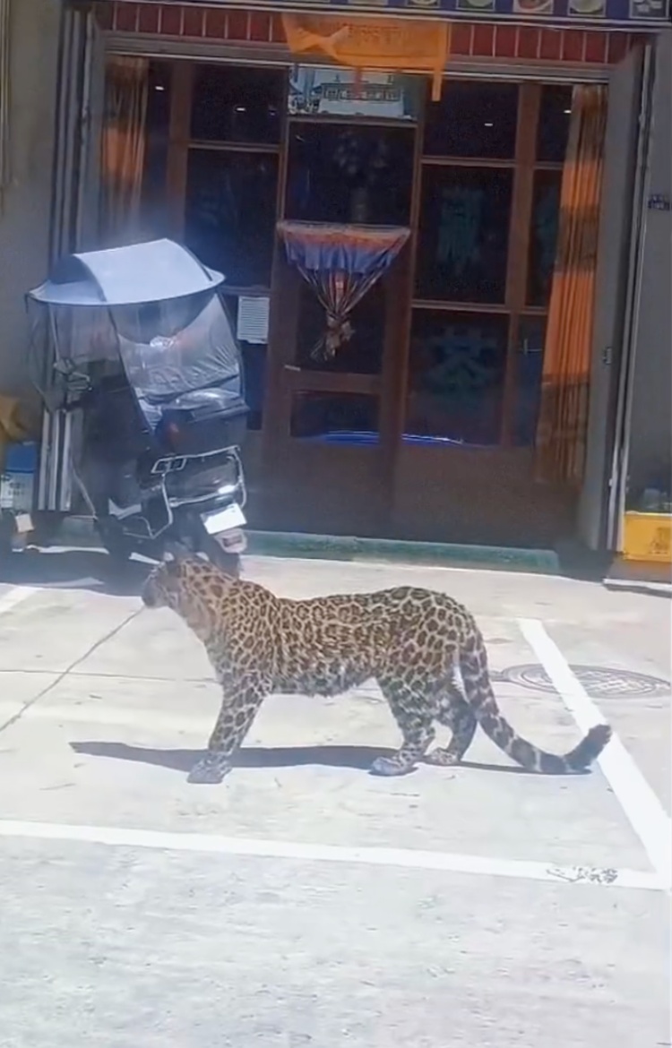 甘孜惊现金钱豹进城“遛弯” ,当地林草局:已放归 甘孜惊现金钱豹进城“遛弯” ,当地林草局:已放归