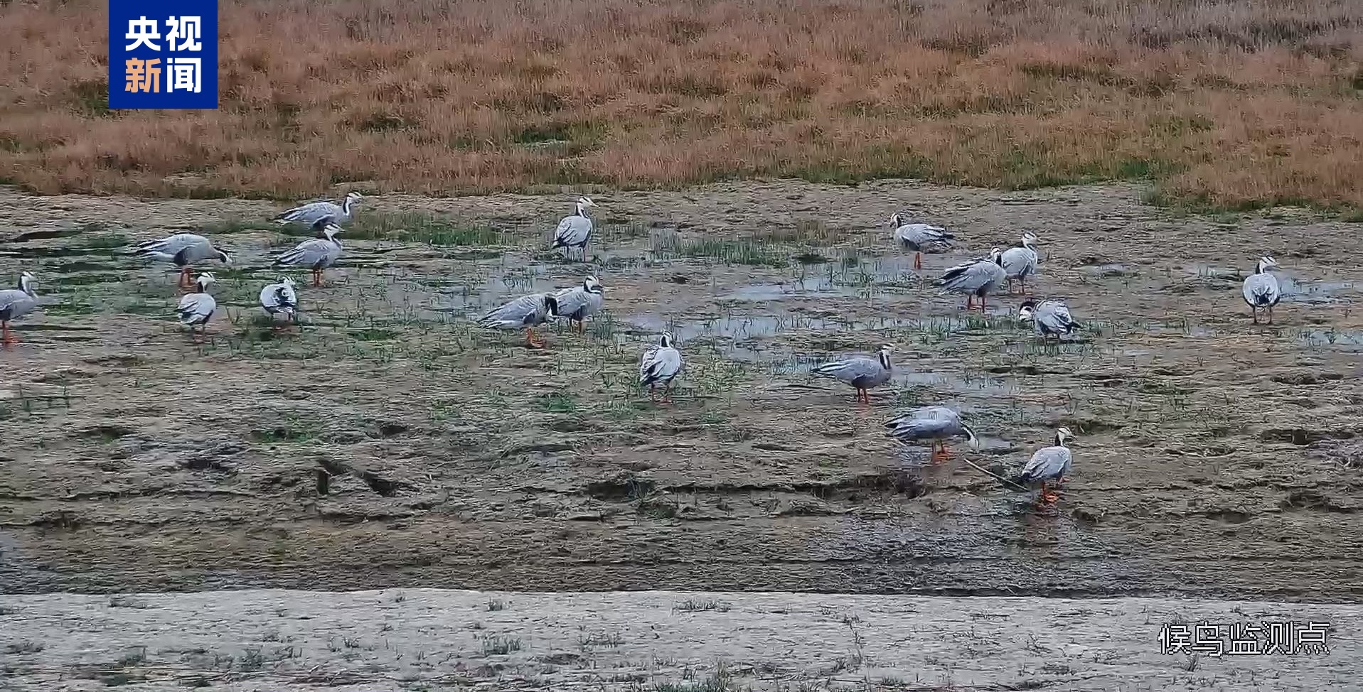 迎来首批迁徙候鸟 敦煌阳关湿地数十只斑头雁迁徙过境 迎来首批迁徙候鸟 敦煌阳关湿地数十只斑头雁迁徙过境