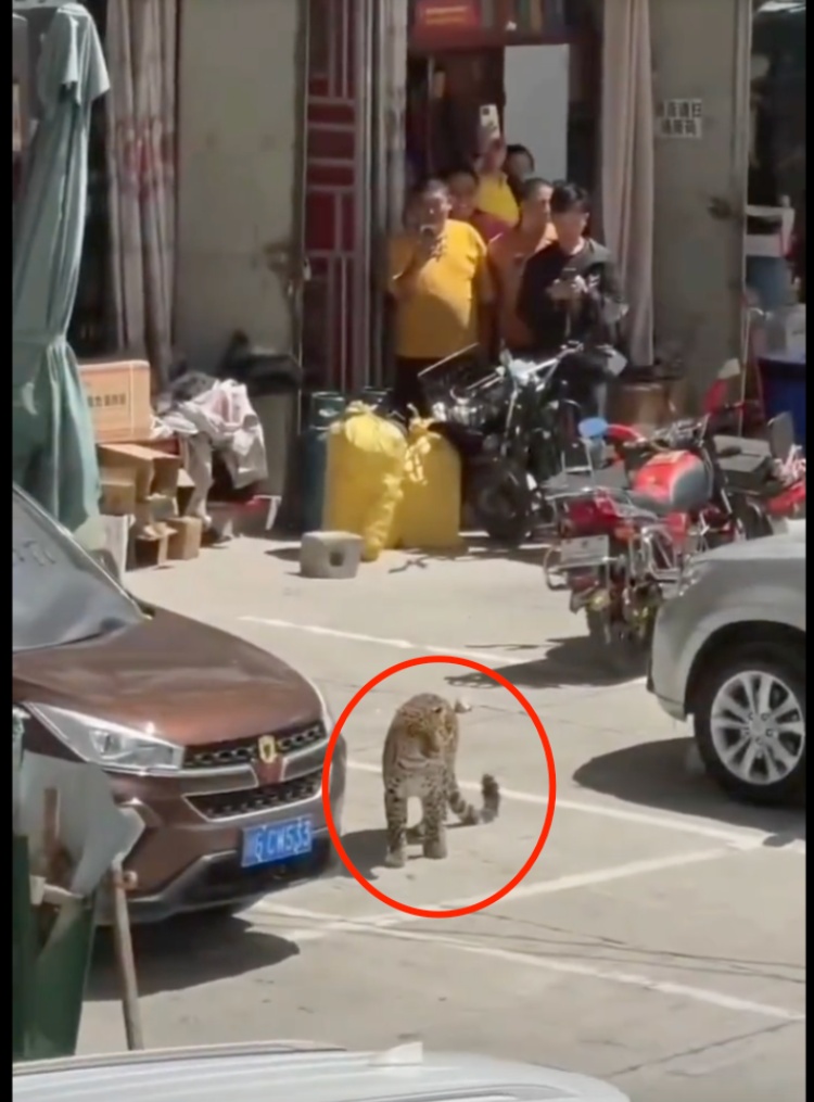 甘孜惊现金钱豹进城“遛弯” ,当地林草局:已放归 甘孜惊现金钱豹进城“遛弯” ,当地林草局:已放归