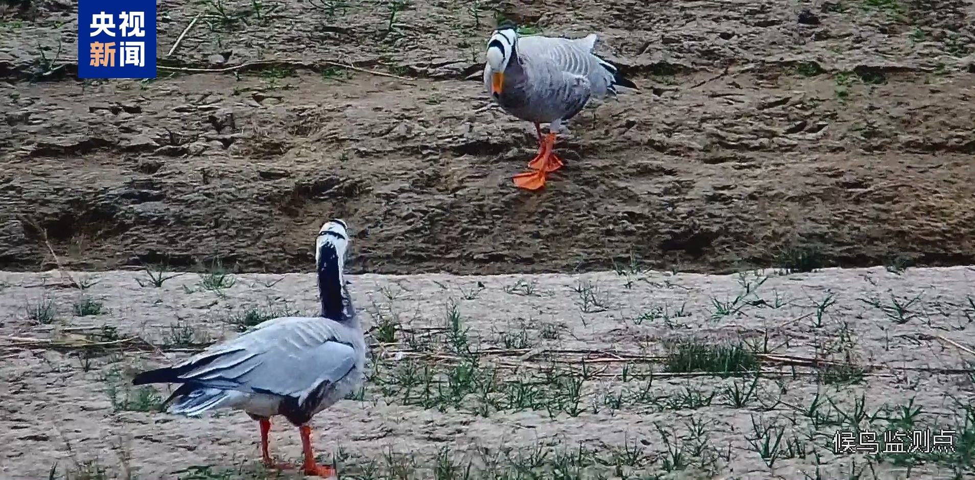 迎来首批迁徙候鸟 敦煌阳关湿地数十只斑头雁迁徙过境 迎来首批迁徙候鸟 敦煌阳关湿地数十只斑头雁迁徙过境