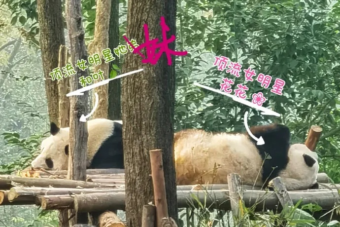 "顶流女团"单飞不解散!原因找到了 "顶流女团"单飞不解散!原因找到了