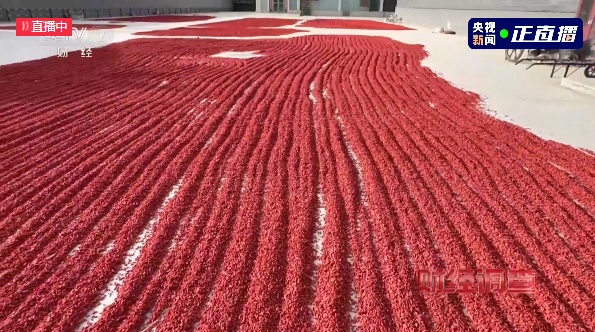 为保“品质”给枸杞“熏硫磺”？记者深夜直击加工现场