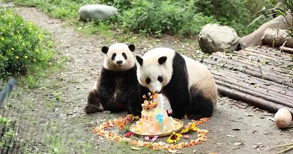 "顶流女团"单飞不解散!原因找到了 "顶流女团"单飞不解散!原因找到了