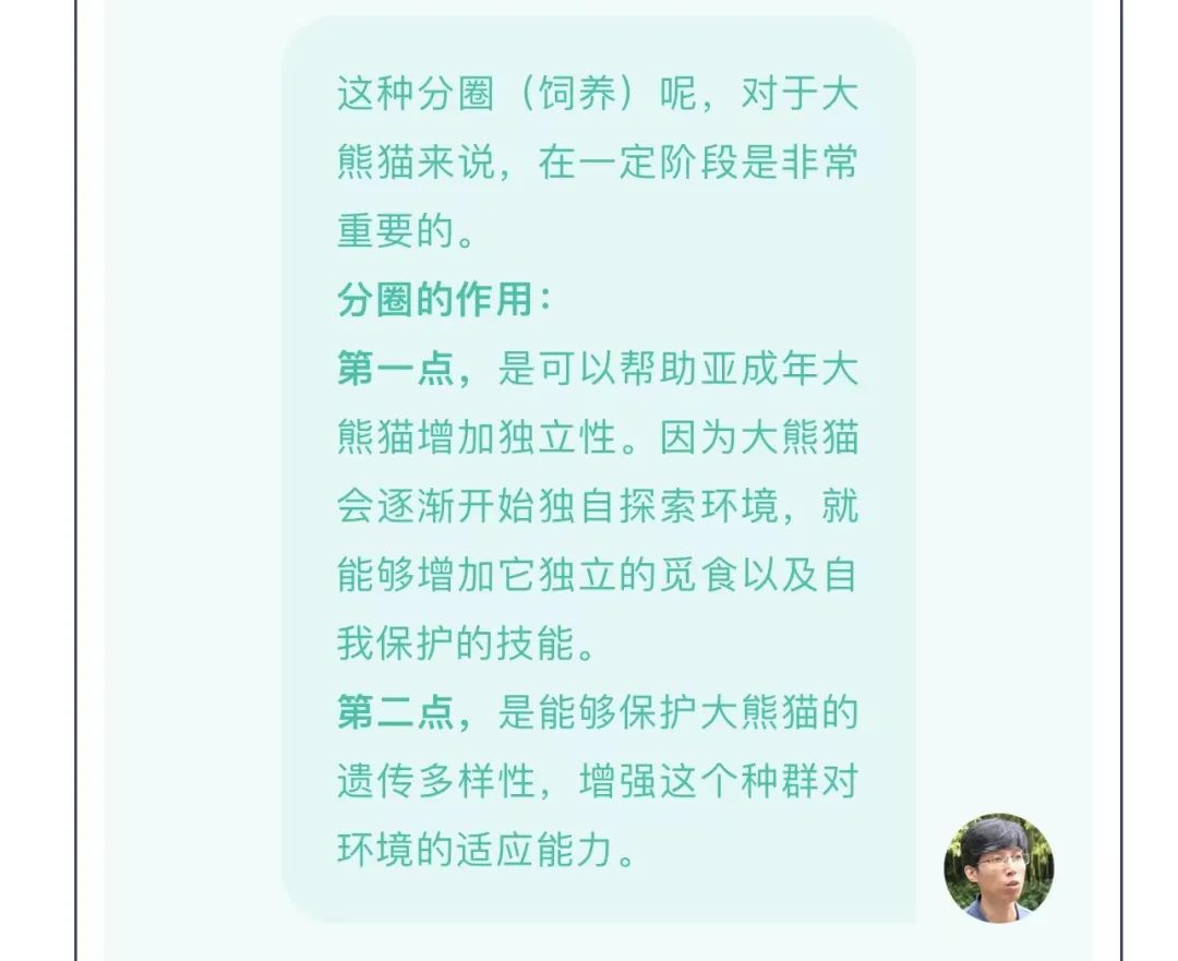 单飞不解散！大熊猫“和花”“和叶”要分开了