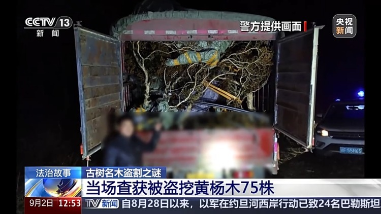 惨遭盗割！古树名木竟成不法分子的“摇钱树”