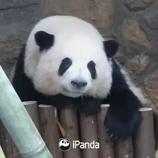 花花和叶将开始独居