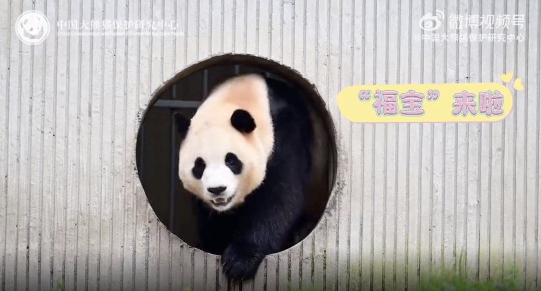 已确认!“顶流女星”进入假孕状态 已确认!“顶流女星”进入假孕状态
