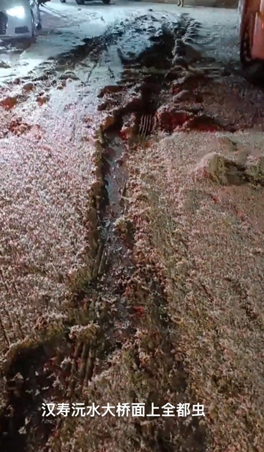 一地现大量飞虫如降大雪，堆在地上厚厚一层
