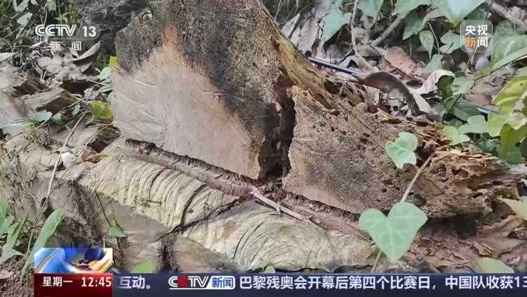 惨遭盗割！古树名木竟成不法分子的“摇钱树”