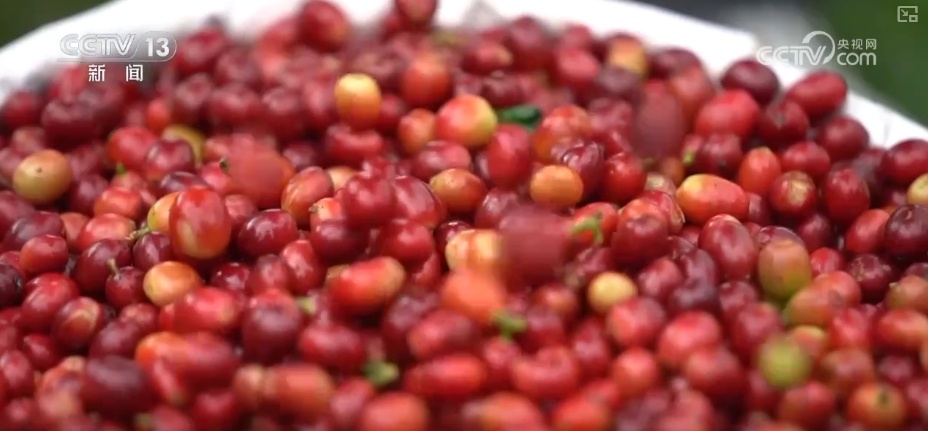 非洲生豆与中国技术“牵手” 混搭让咖啡豆“香飘万家” 非洲生豆与中国技术“牵手” 混搭让咖啡豆“香飘万家”