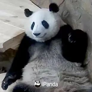 单飞不解散！大熊猫“和花”“和叶”要分开了