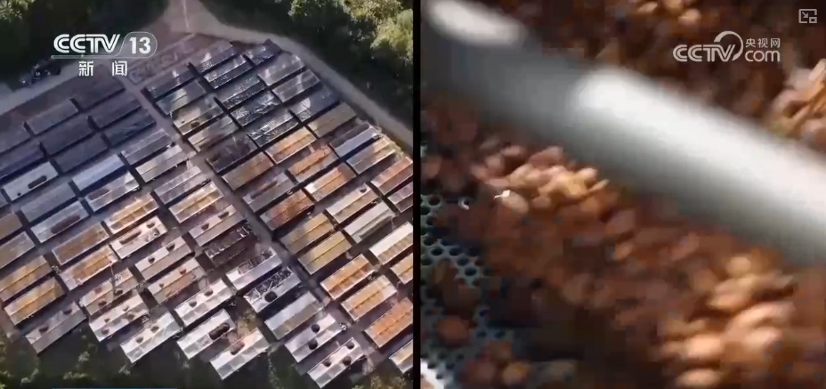 非洲生豆与中国技术“牵手” 混搭让咖啡豆“香飘万家” 非洲生豆与中国技术“牵手” 混搭让咖啡豆“香飘万家”