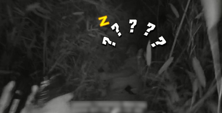 多次酒驾、无证驾驶，男子在草丛被抓！