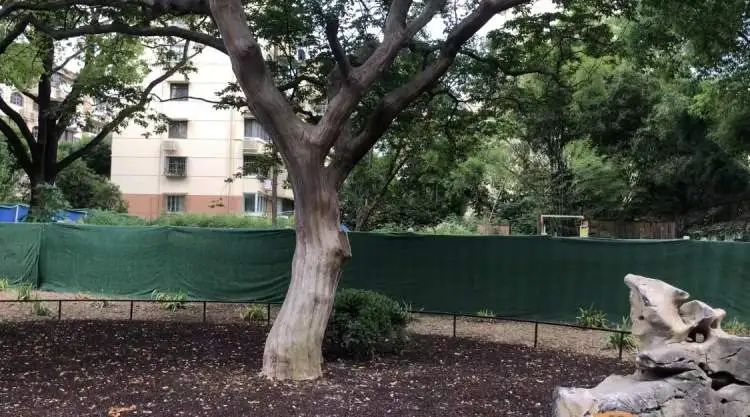 阔别1年,全上海古牡丹最多的公园焕新归来!正式开放时间已定→ 阔别1年,全上海古牡丹最多的公园焕新归来!正式开放时间已定→