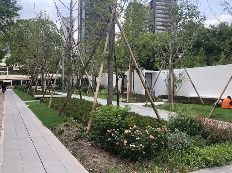 阔别1年,全上海古牡丹最多的公园焕新归来!正式开放时间已定→ 阔别1年,全上海古牡丹最多的公园焕新归来!正式开放时间已定→