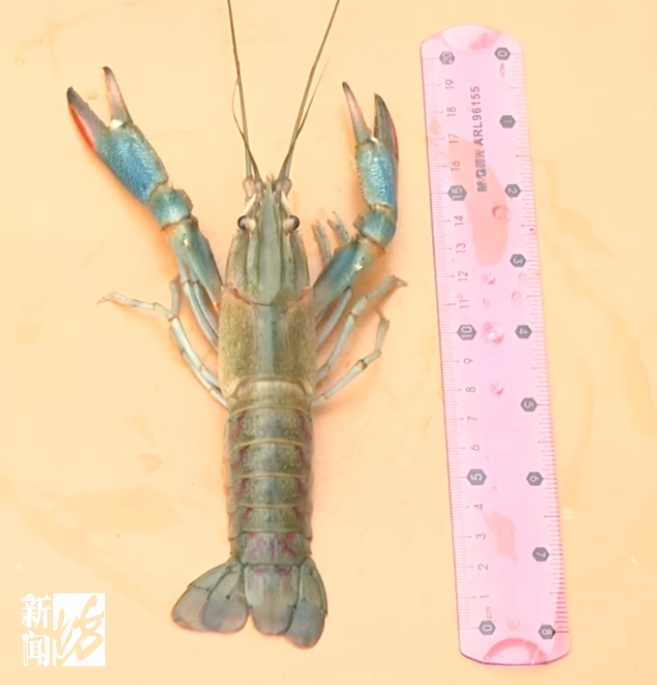 上海人的最爱！今年推迟上市？可能要涨价...“新宠”也很诱人!