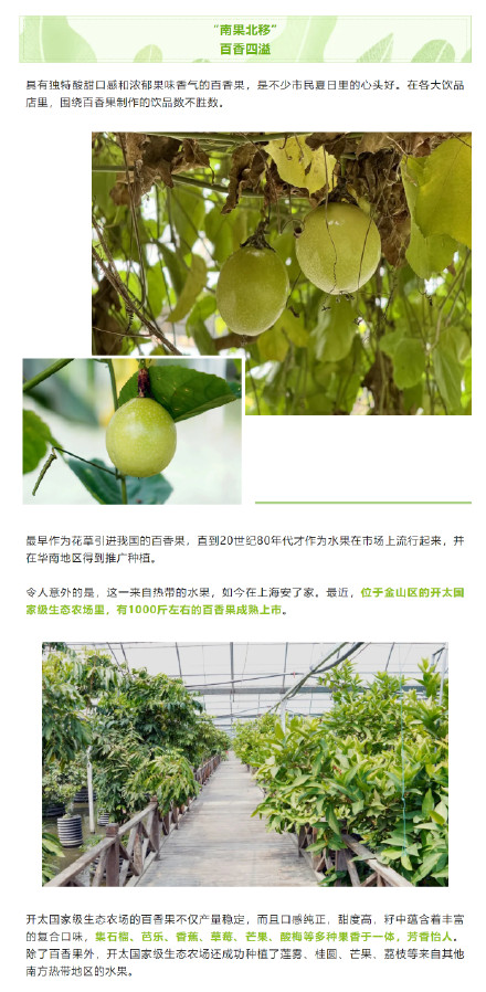 解锁沪郊小众水果 ，它们看起来好像很好吃→