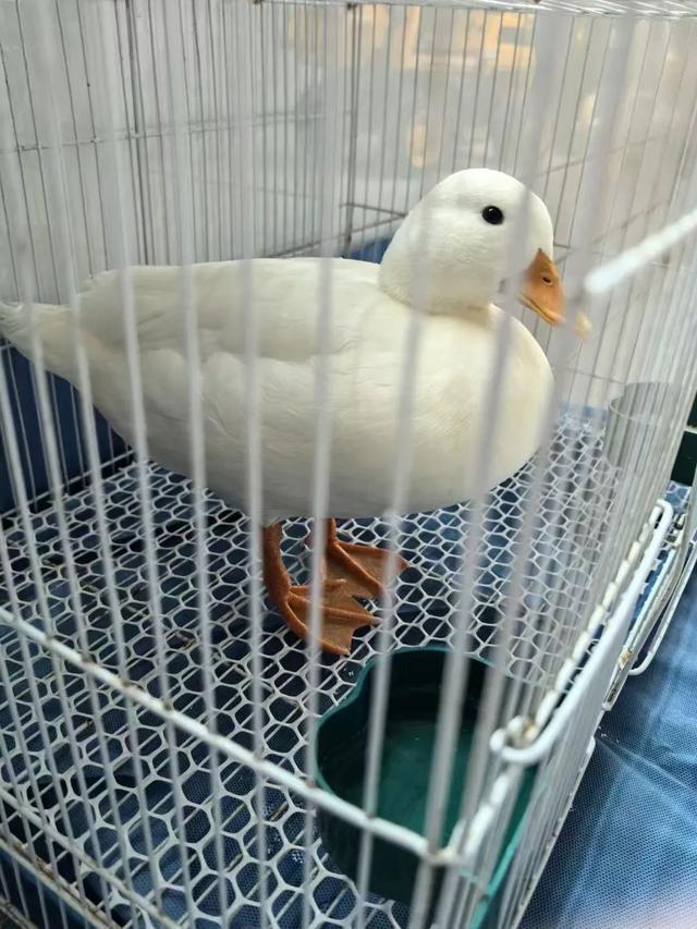 什么？！网红柯尔鸭送来一封感谢信……