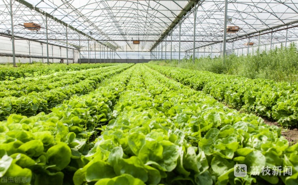 8月份各地蔬菜价格涨幅明显 后续已出现缓慢回落的价格走势 8月份各地蔬菜价格涨幅明显 后续已出现缓慢回落的价格走势