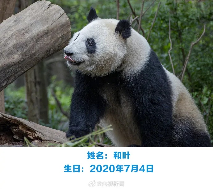 热点｜花花和叶子，要分开了
