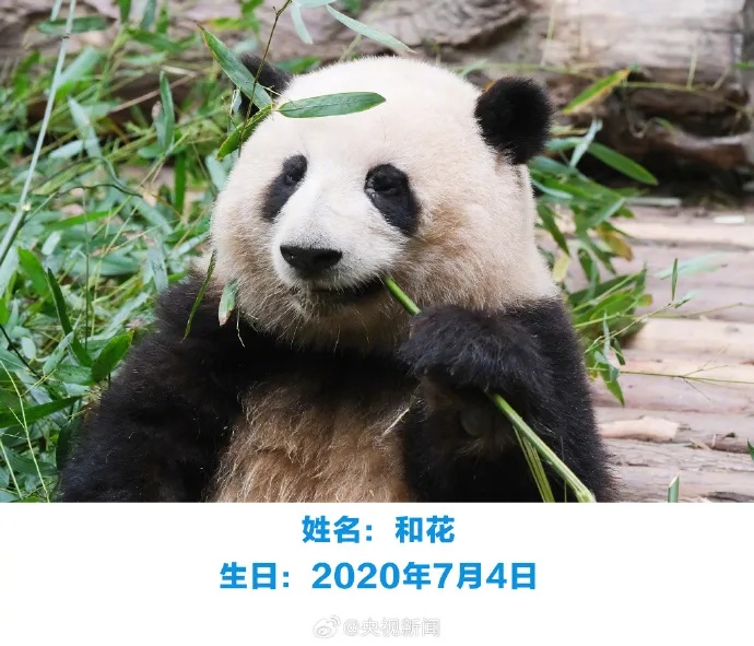热点｜花花和叶子，要分开了