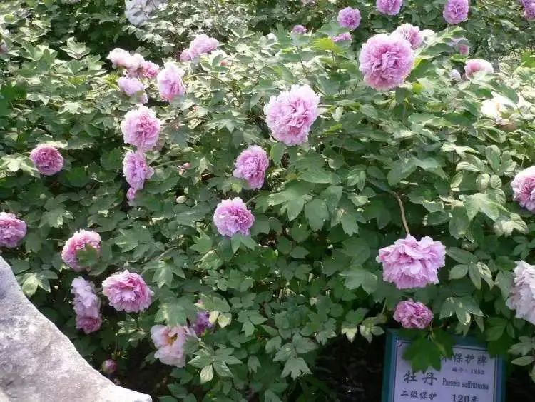 阔别1年,全上海古牡丹最多的公园焕新归来!正式开放时间已定→ 阔别1年,全上海古牡丹最多的公园焕新归来!正式开放时间已定→