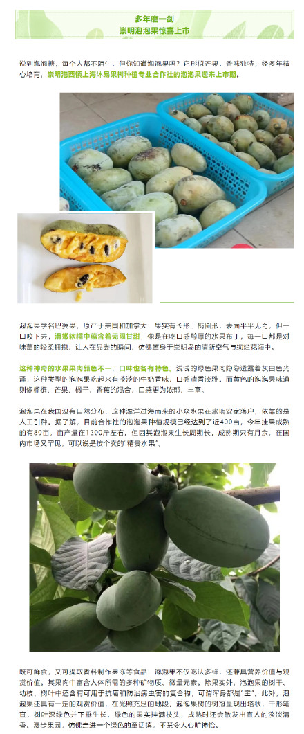 解锁沪郊小众水果 ，它们看起来好像很好吃→