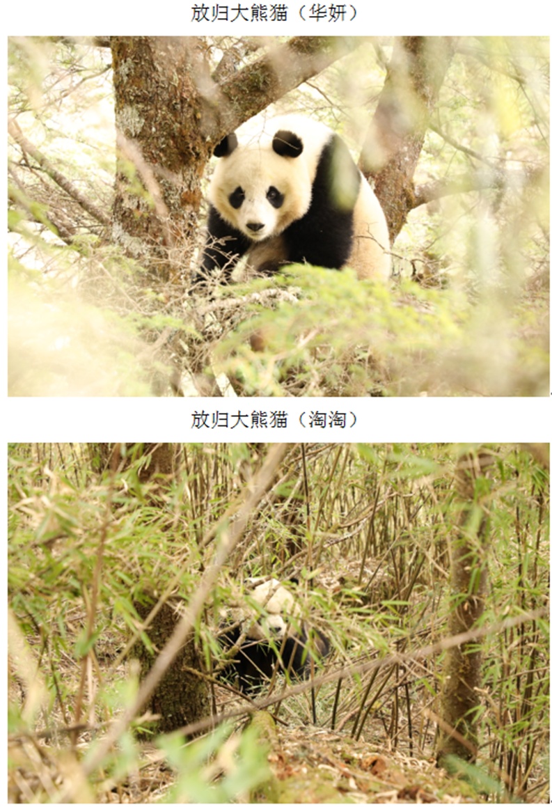 确认了！放归的它俩“恋情”藏不住了