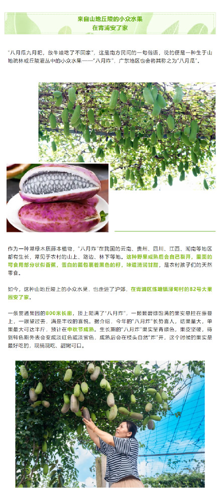 解锁沪郊小众水果 ，它们看起来好像很好吃→